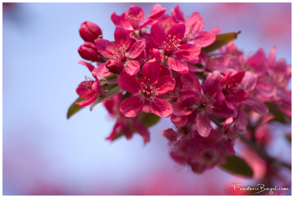 Fleurs De Cerisier, Haubourdin