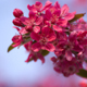 Fleurs De Cerisier, Haubourdin