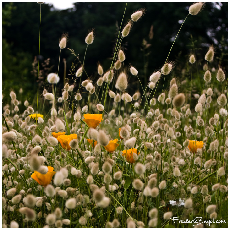 Fleurs, Lille