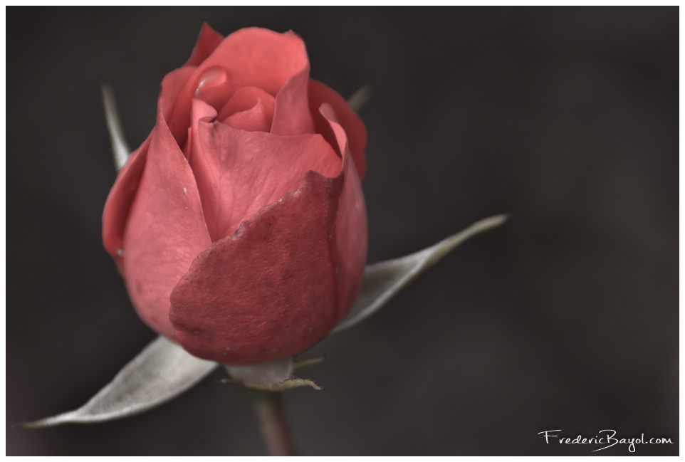 Rose, Haubourdin