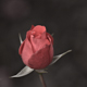Rose, Haubourdin