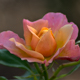 Rose, Haubourdin