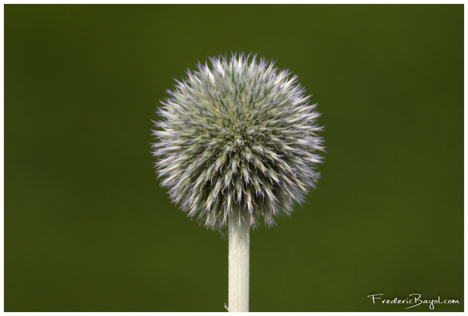 Fleur, Haubourdin