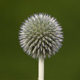 Fleur, Haubourdin