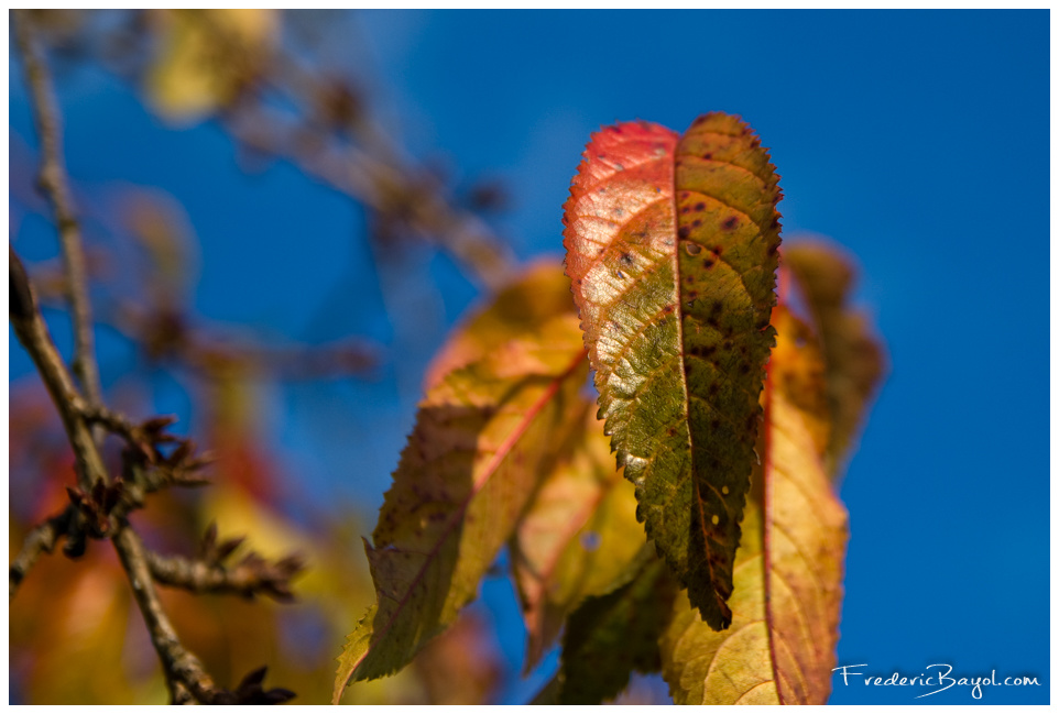 Feuillage d'Automne, Haubourdin