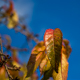 Feuillage d'Automne, Haubourdin