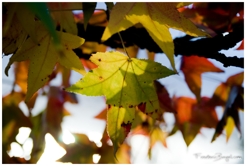Feuillage d'Automne, Haubourdin