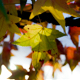 Feuillage d'Automne, Haubourdin