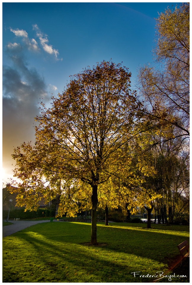 Arbre, Haubourdin