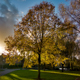 Arbre, Haubourdin