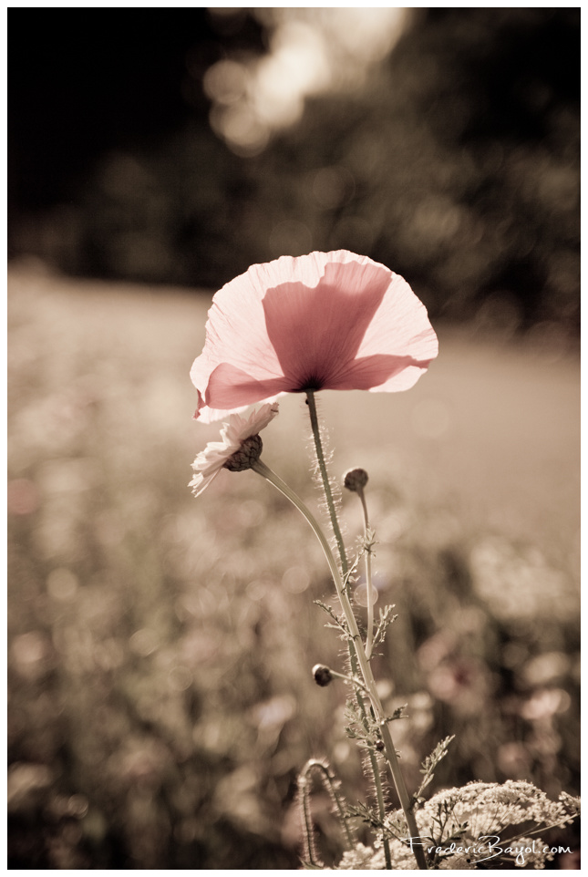 Coquelicot, Amiens