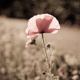 Coquelicot, Amiens