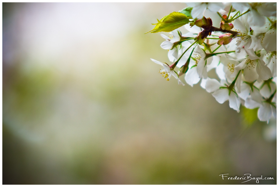 Fleur de Cerisier, Tokyo, Japon