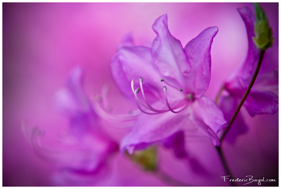 Fleur de Cerisier, Tokyo, Japon