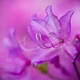 Fleur de Cerisier, Tokyo, Japon