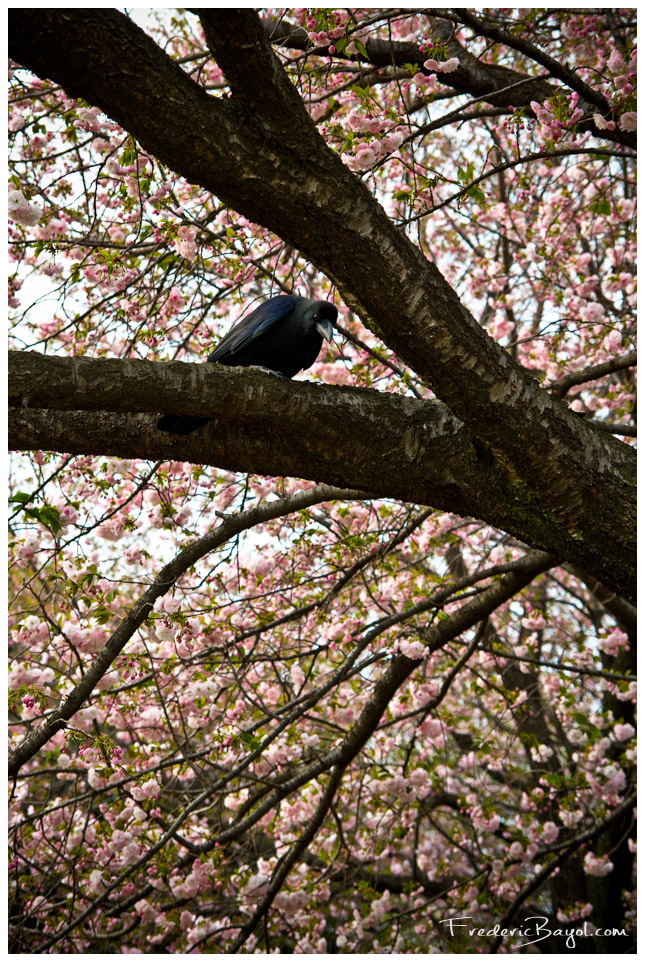 Maître Corbeau Sur Un Arbre Perché, Tokyo, Japon