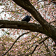 Maître Corbeau Sur Un Arbre Perché, Tokyo, Japon