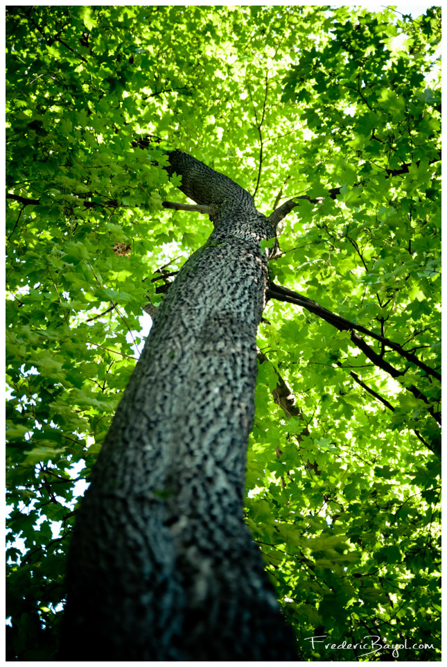 Arbre, Roumanie