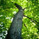Arbre, Roumanie