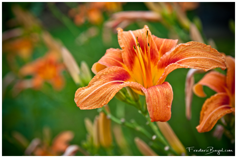 Fleur, Bucarest, Roumanie