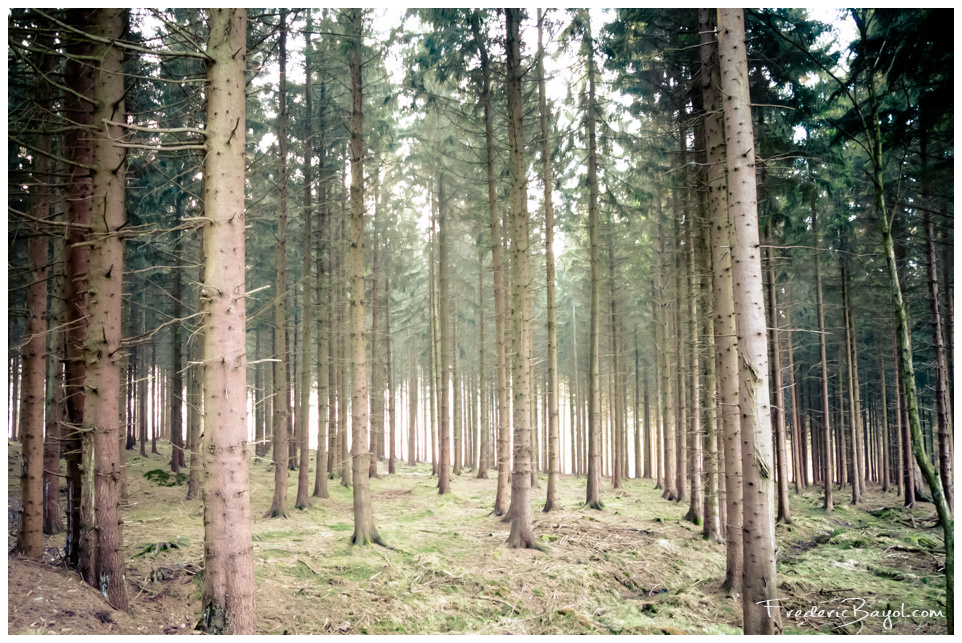 Alone in the forest