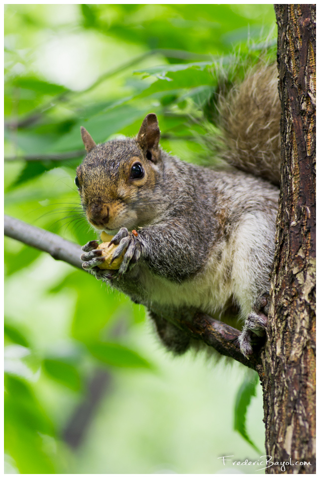 Super Squirel