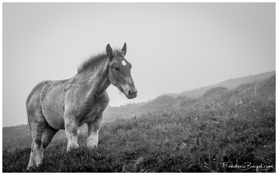 Cheval Dans Le Brouillard, Mittlach, Haut-Rhin