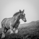 Cheval Dans Le Brouillard, Mittlach, Haut-Rhin