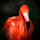 Flamand Rose en Wallonie