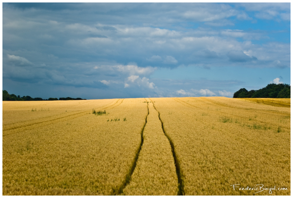 Champ De Blé, Avesnes Sur Helpe