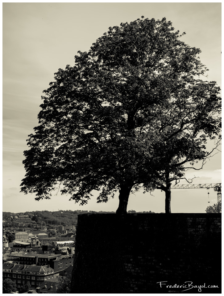 Le Gardien De La Citadelle