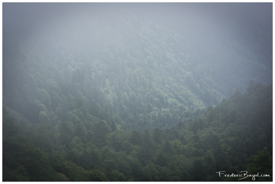 Forest In Fog, Metzeral