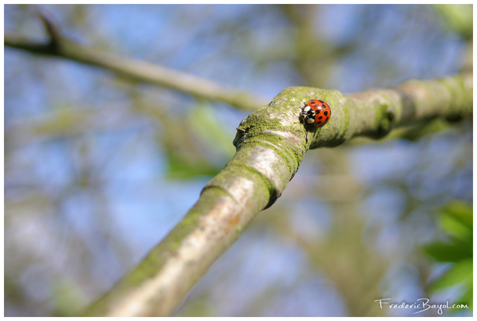Coccinelle, Haubourdin
