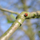 Coccinelle, Haubourdin