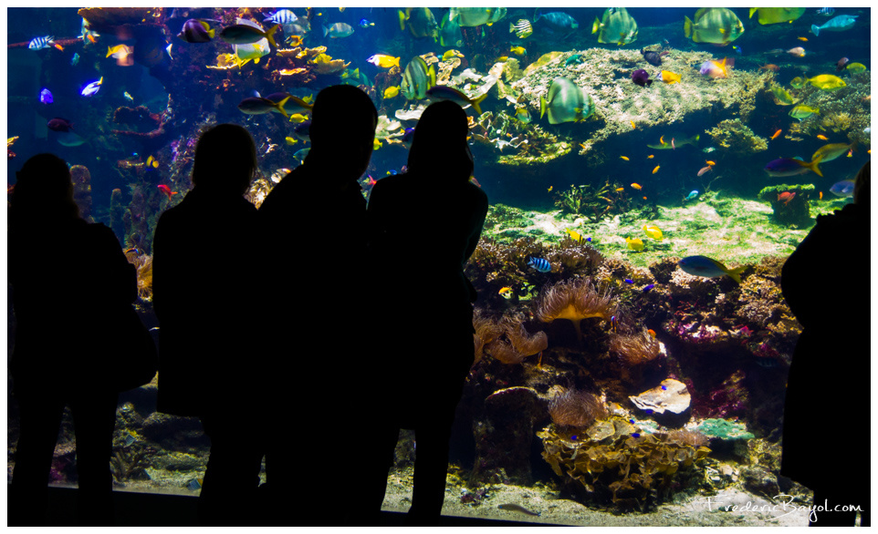 Under The Sea